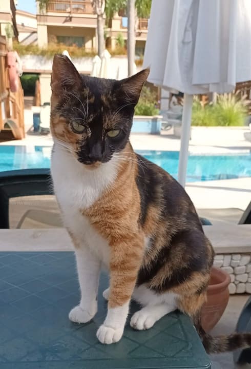 Außenansicht Sunis Kumköy Beach Resort Hotel & Spa