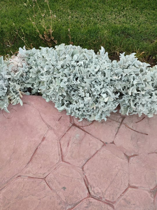 Gartenanlage Cleopatra Luxury Resort Makadi Bay