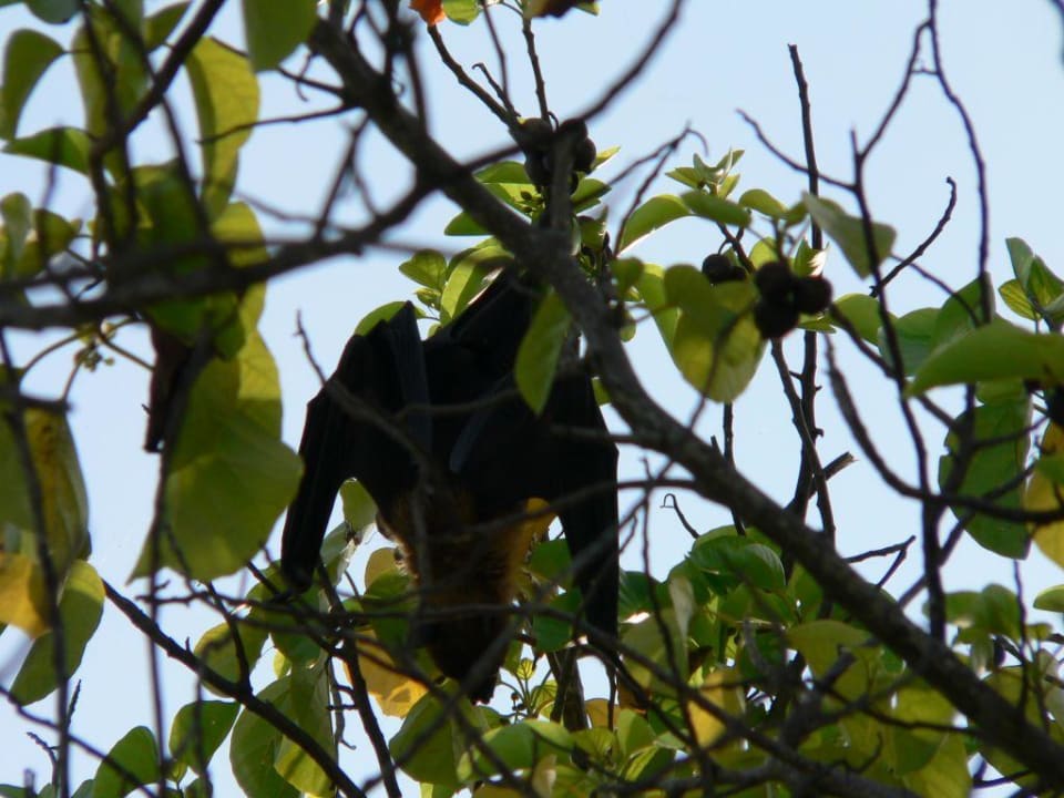 Flughund NH Collection Maldives Reethi Resort