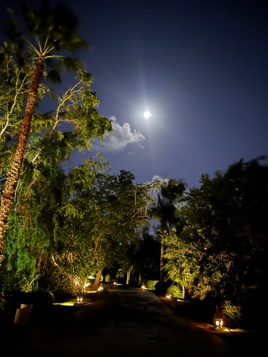 Gartenanlage Tropical Deluxe Princess