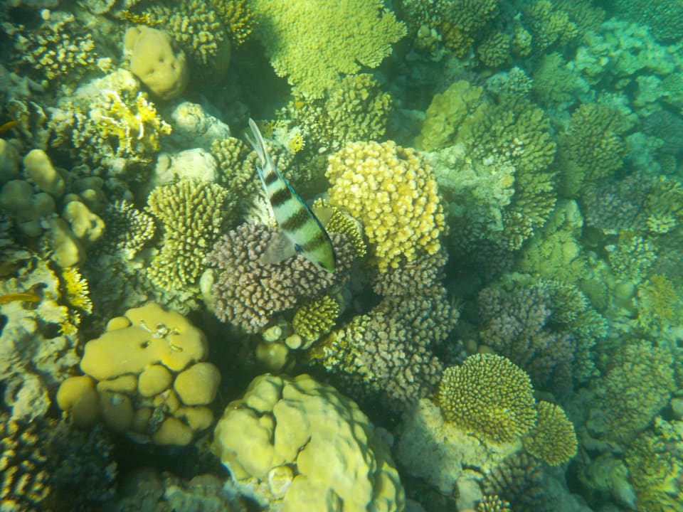 Unterwasserwelt Hausriff Pickalbatros Citadel Resort