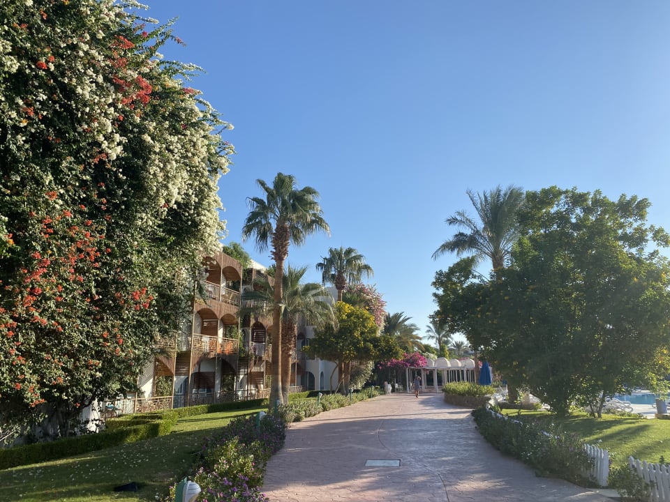 Gartenanlage Desert Rose