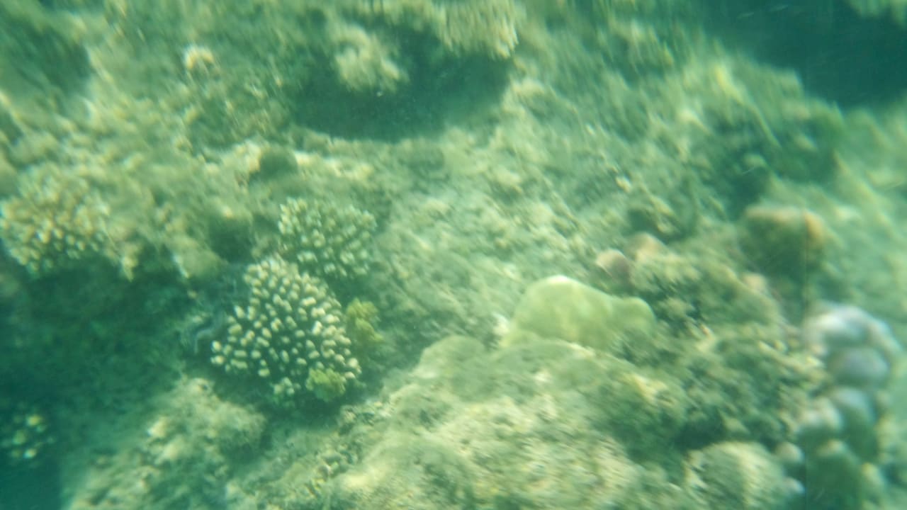 Риф недалеко от берега Desert Rose