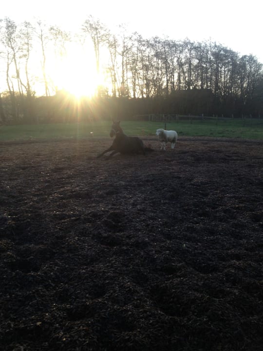 Smothy mit Hannes Ferienhof Lehbekwiese