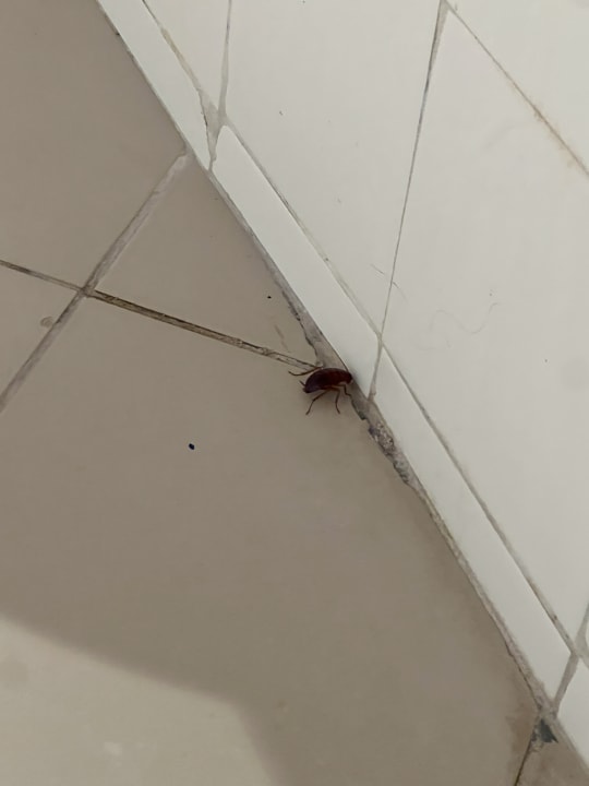 Zimmer Skanes Serail Aquapark