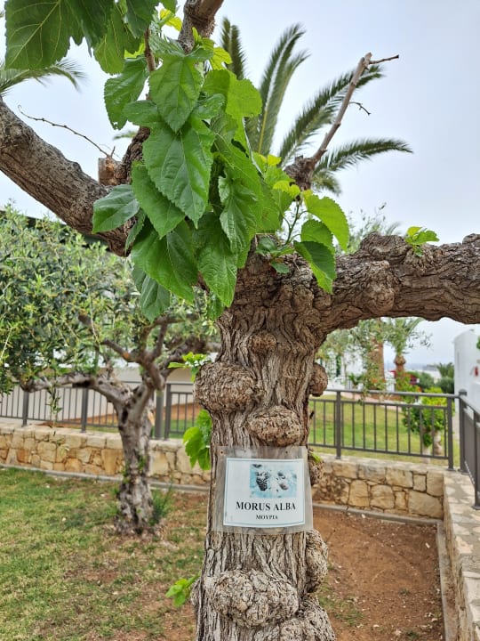 Gartenanlage TUI SUNEO Chrissi Amoudia