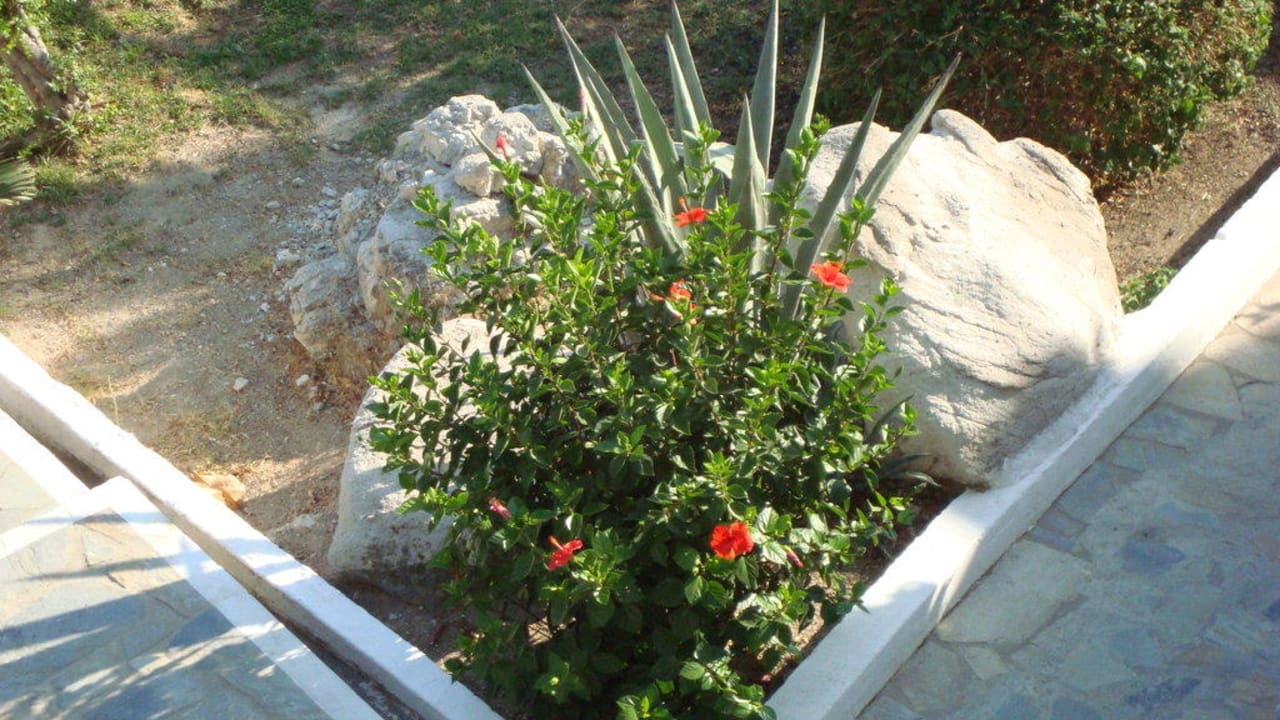 Sehr Gepflegt Dimitra Beach Hotel & Suites