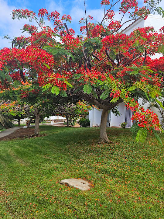 Gartenanlage Esencia de Fuerteventura
