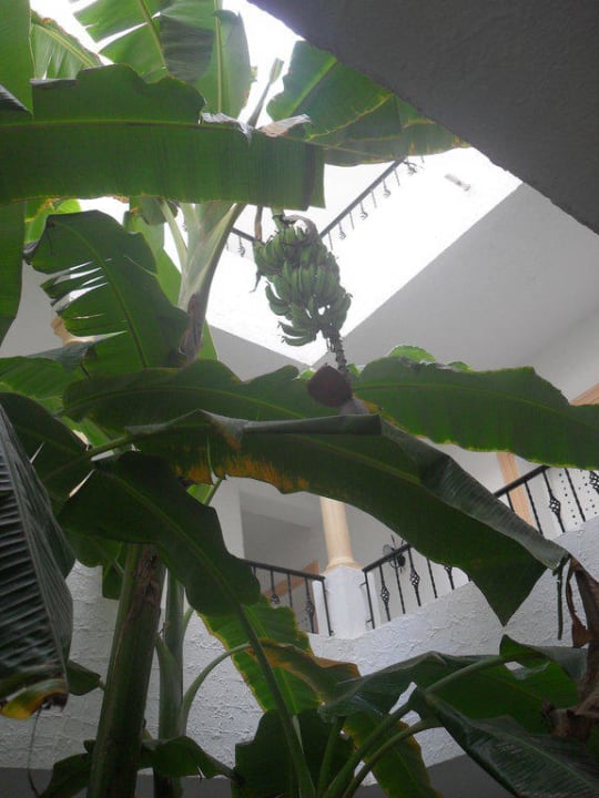 Innenhof Hotel Nesrine