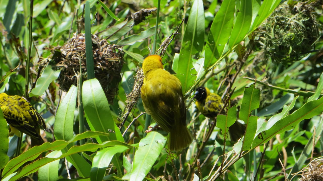 Kleine Webervögel an der Lobby und am Restaurant  Hotel Southern Palms Beach Resort