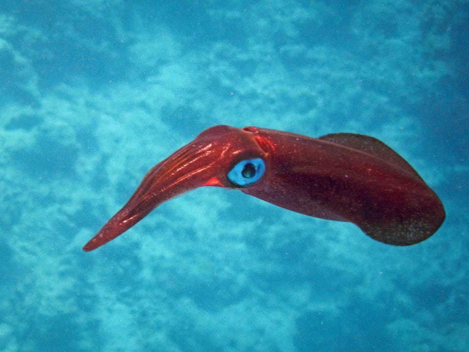 Schnorcheln Safaga Hotel Coral Garden