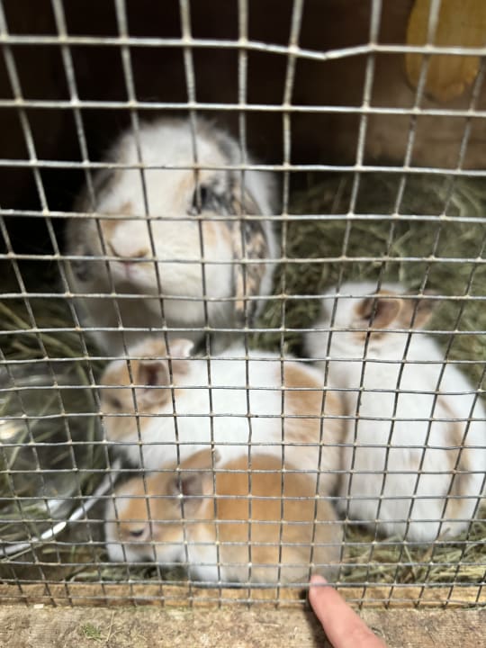 Außenansicht Kinderhotel Felben