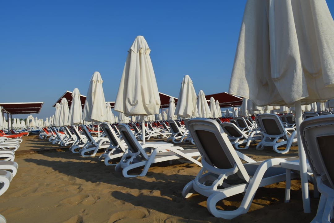 Trendy Verbena Sentido Trendy Verbena Beach