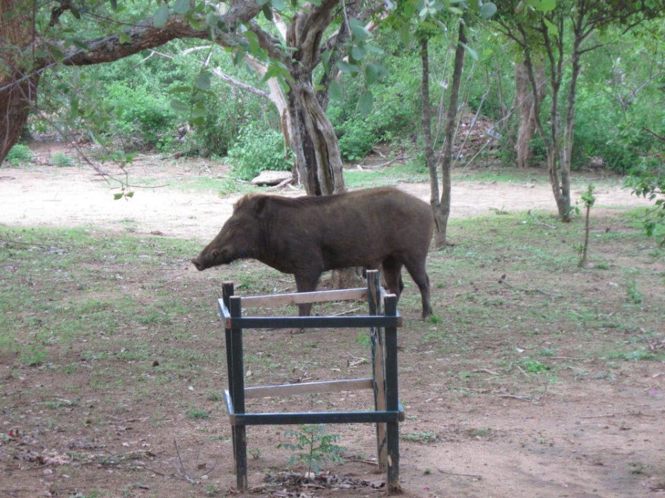 Warzenschwein Hotel Chaaya Wild Yala