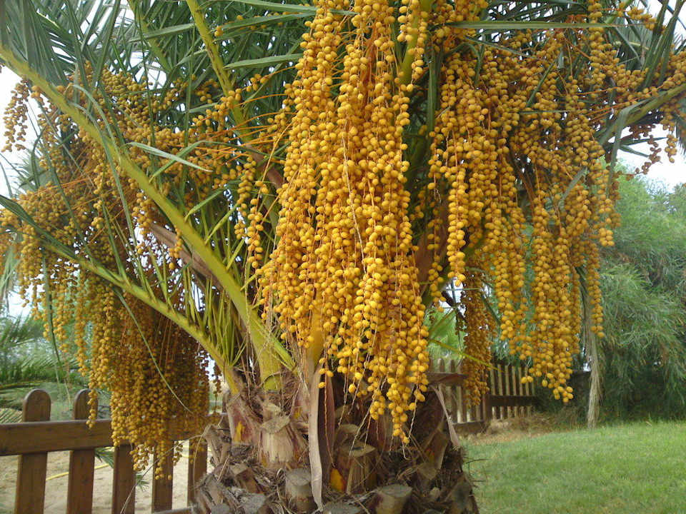 Hübsche Palme El Mouradi Club Kantaoui