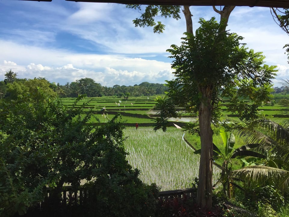 Vom Frühstücksbereich auf die Reisfelder The Ubud Village Resort & Spa