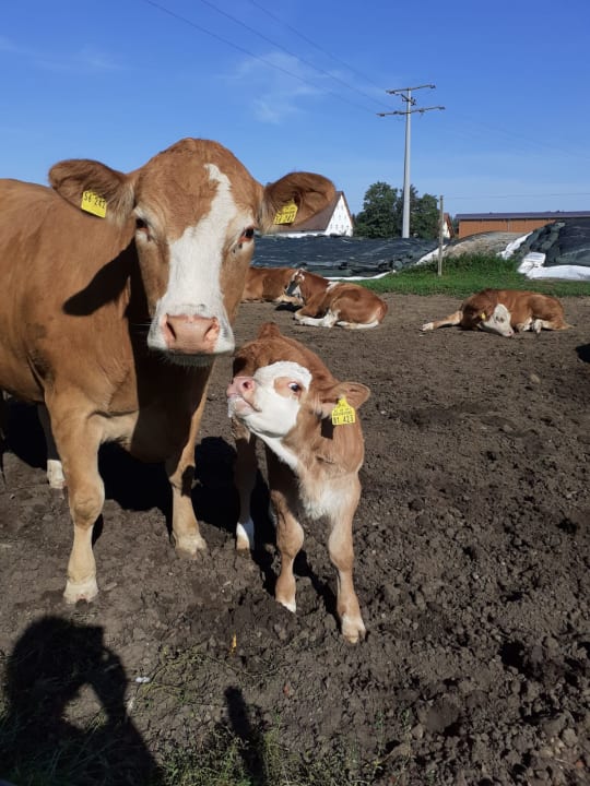 Gartenanlage Urlaub am Regen - Ferienhof Dirnberger