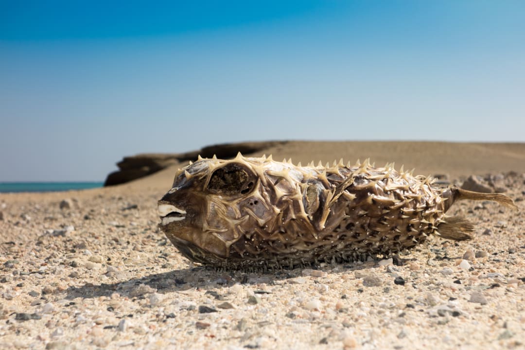 Strand Casa Mare Resort