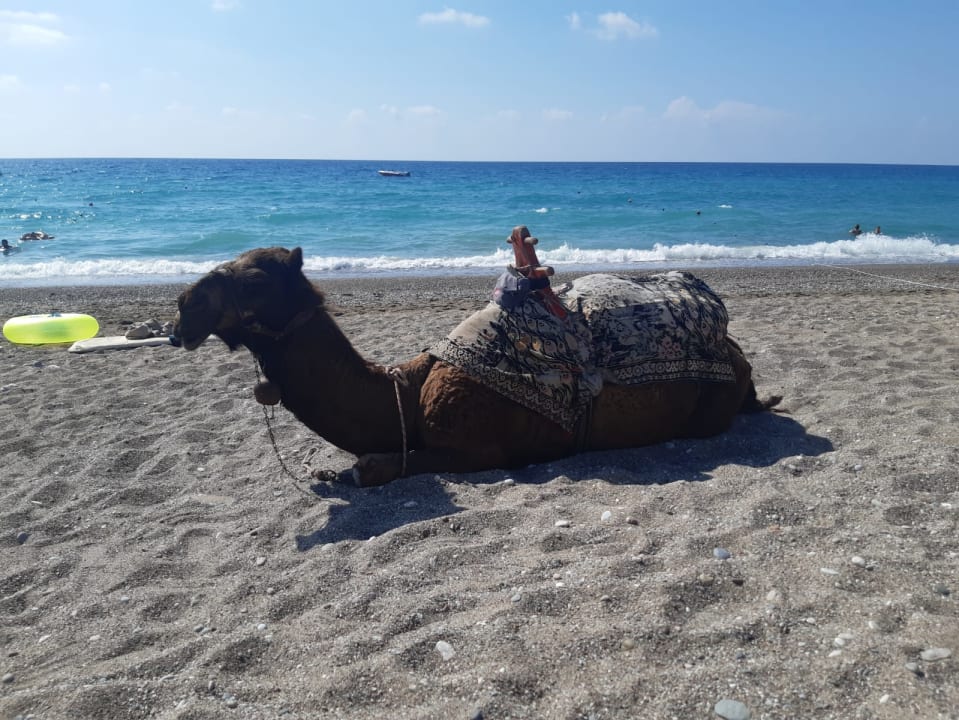 Strand Calimera Serra Palace