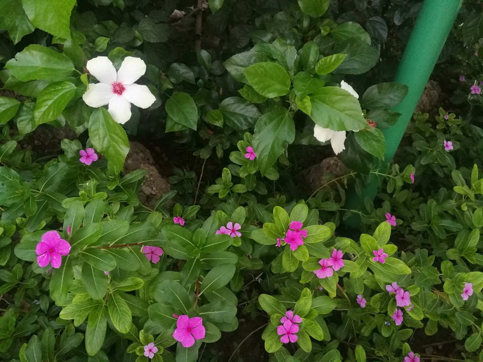 Gartenanlage VONRESORT Golden Beach