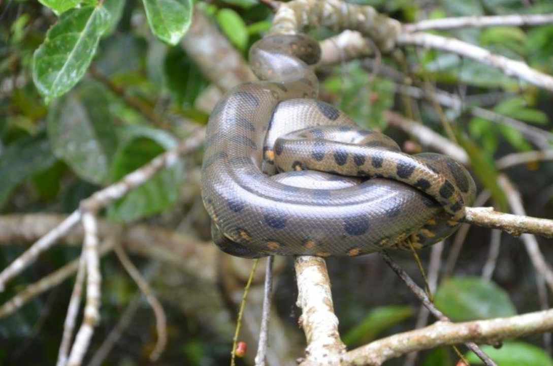 Insgesamt haben wir 3 Anacondas gesehen Guacamayo Ecolodge