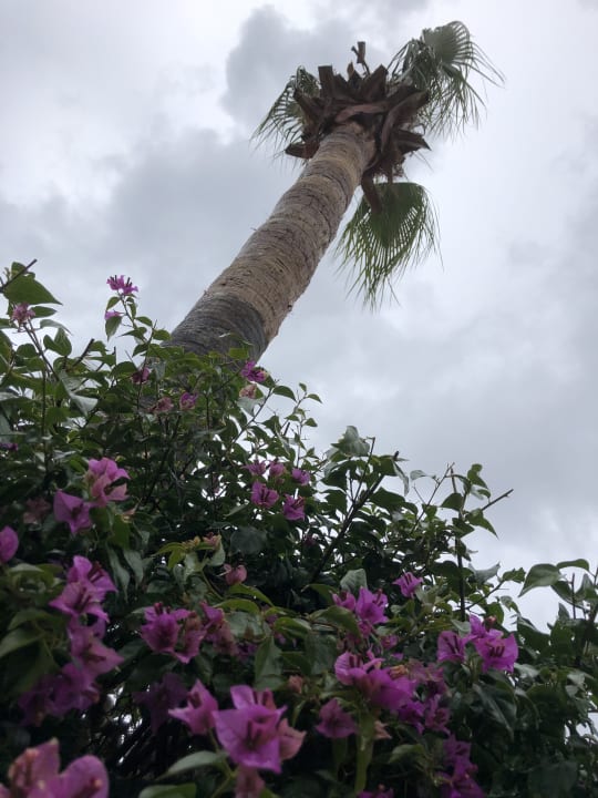 Gartenanlage Aydinbey Kings Palace & Spa