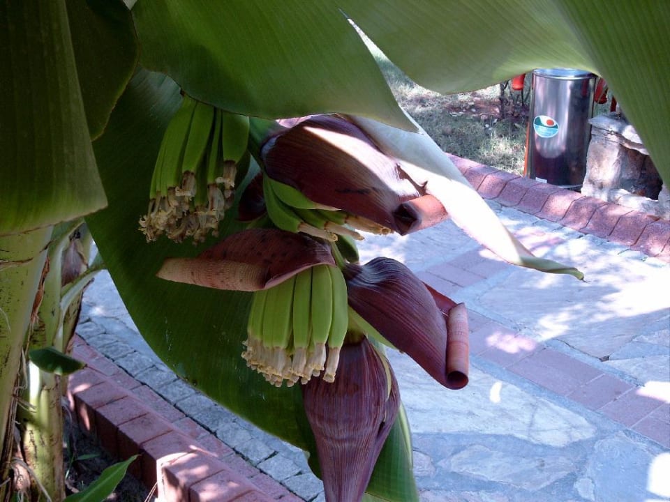 Pflanzen in der Hotelanlage Ölüdeniz Beach Resort by Z Hotels