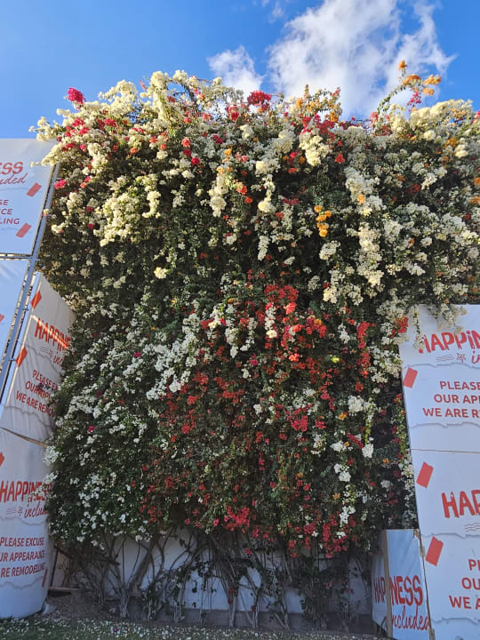 Gartenanlage Desert Rose