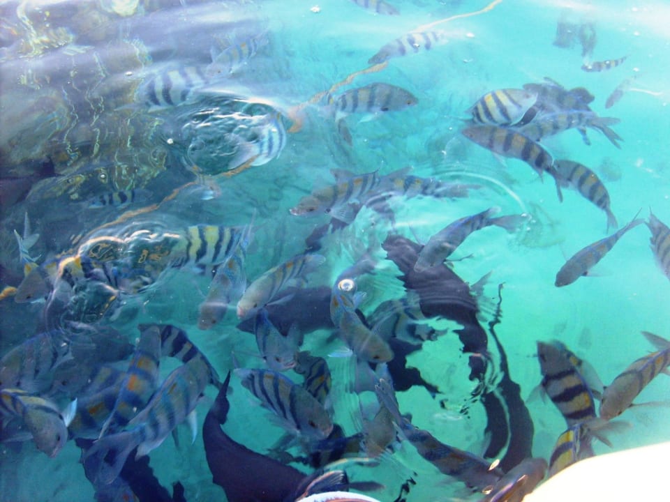 Fish Parrotel Beach Resort