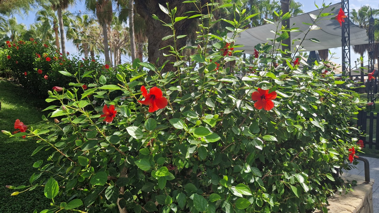 Gartenanlage Hotel Miramare Beach