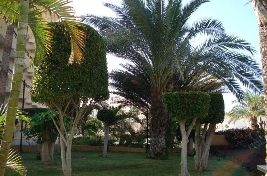 Piękno  teneryfy Ole Tropical Tenerife