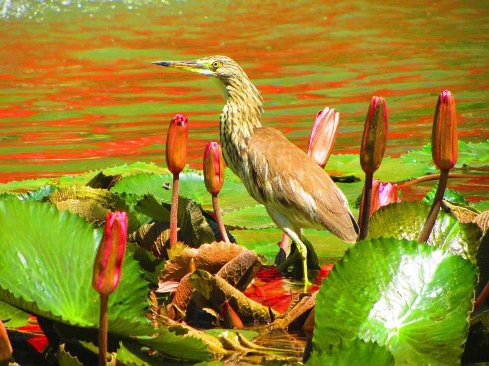 Tolle Lichtspiele in den vielen Brunnen  Santiburi Koh Samui