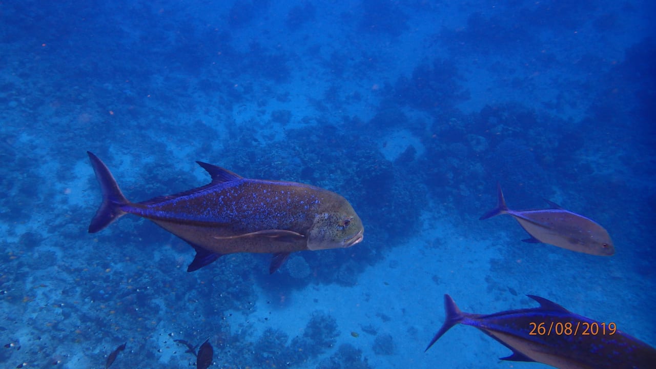 Sport & Freizeit Three Corners Sea Beach Resort