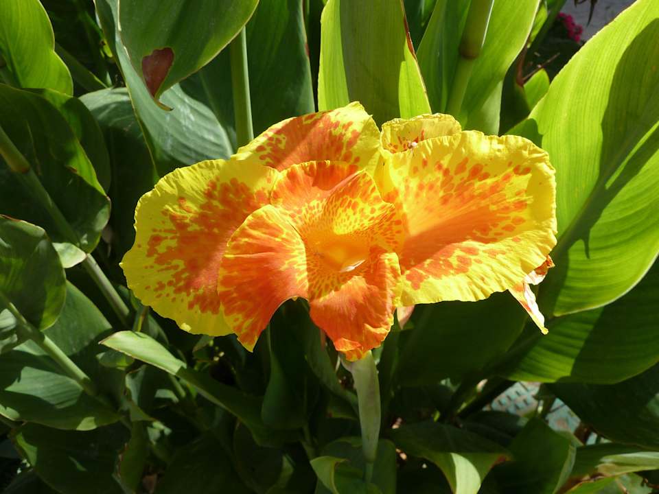 Schöne Blumen SUNRISE Cardina Resort