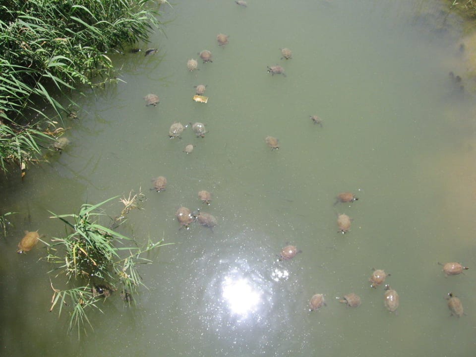 Schildkröten im Fluß neben dem Hotel VONRESORT Golden Beach