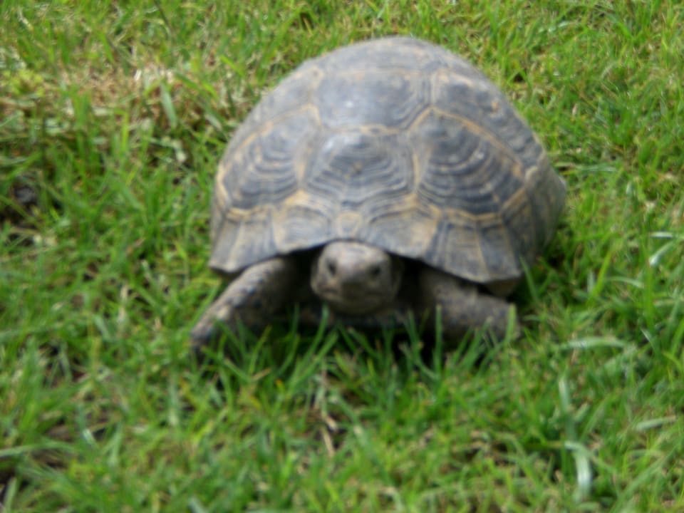 Nur gucken - nicht anfassen! Sunis Elita Beach Resort & Spa