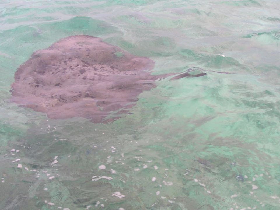 Schwarzpunktrochen von oben Summer Island Maldives