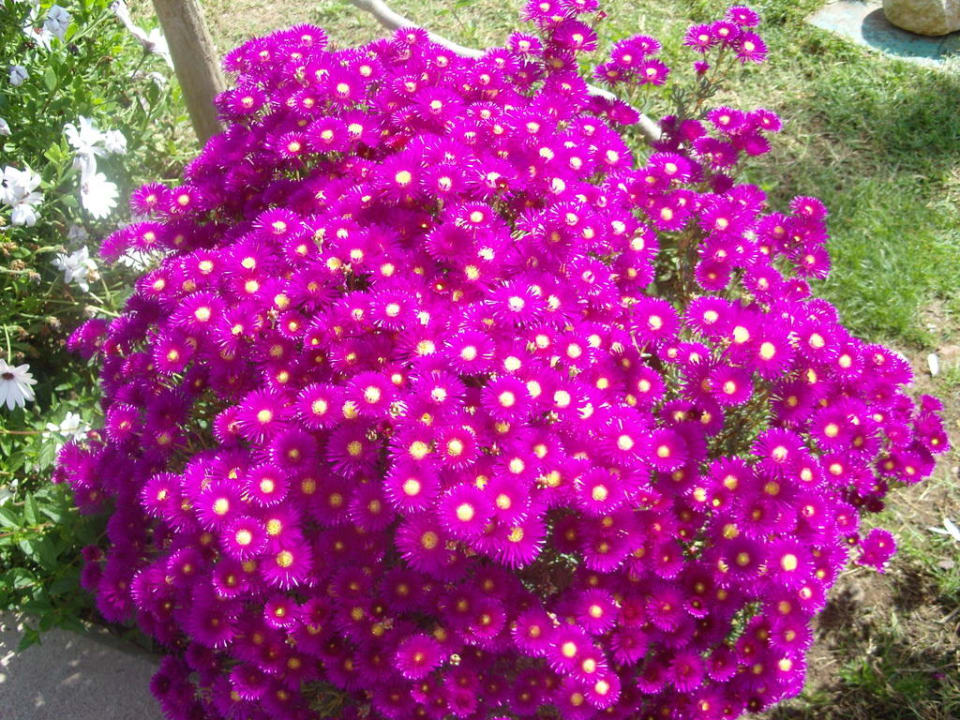 Kwiatki Belek Beach Resort Hotel