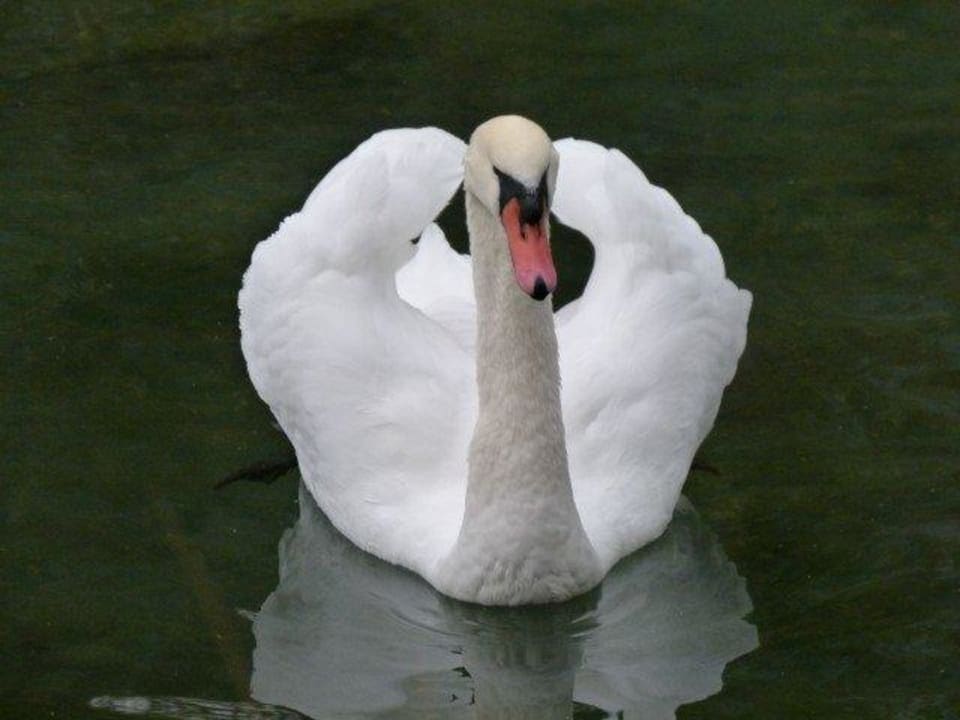 Schwan Alphotel Tyrol