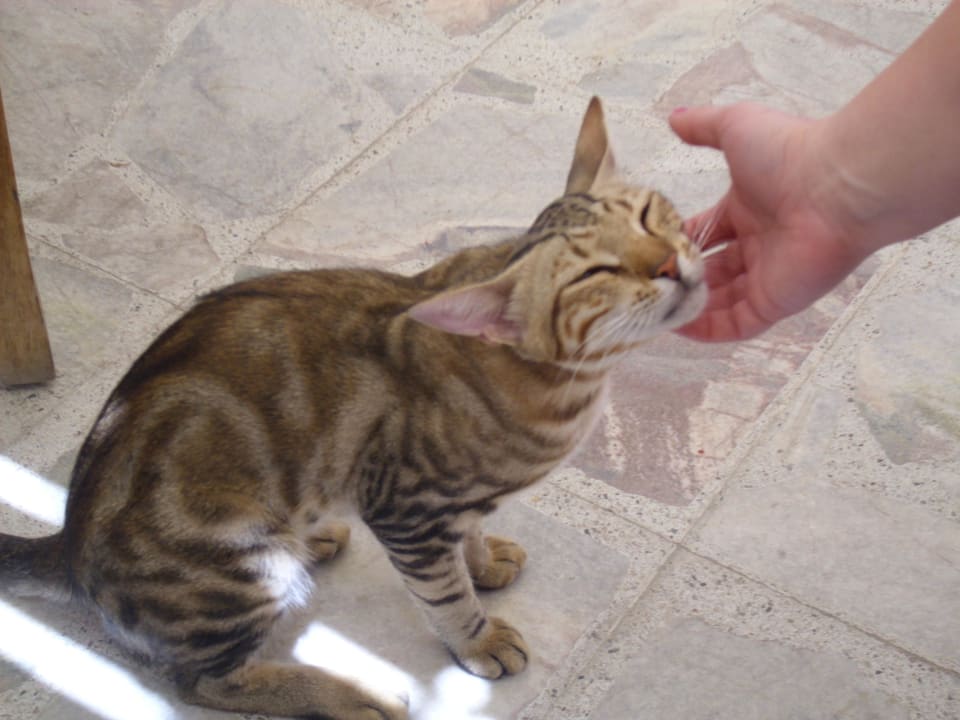 Schmusekater Ghazala Beach