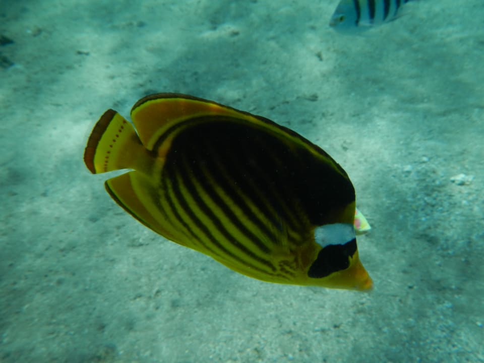 Sport & Freizeit Baron Palace Sahl Hasheesh