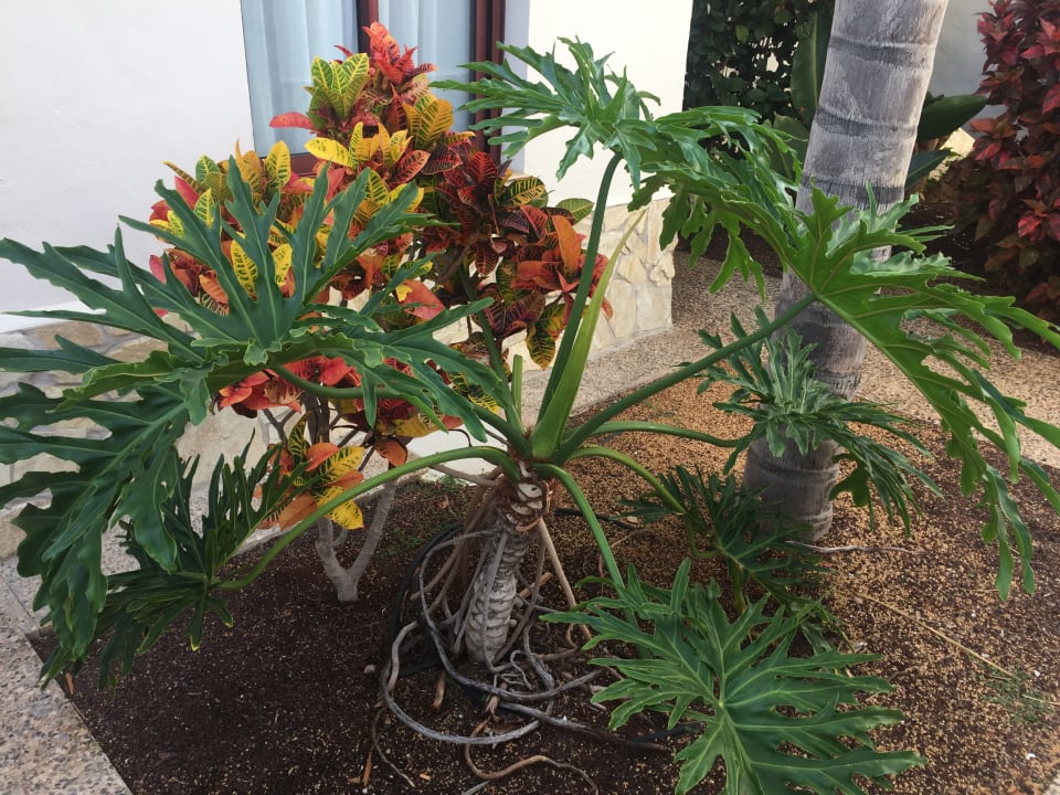 Gartenanlage Alua Suites Fuerteventura