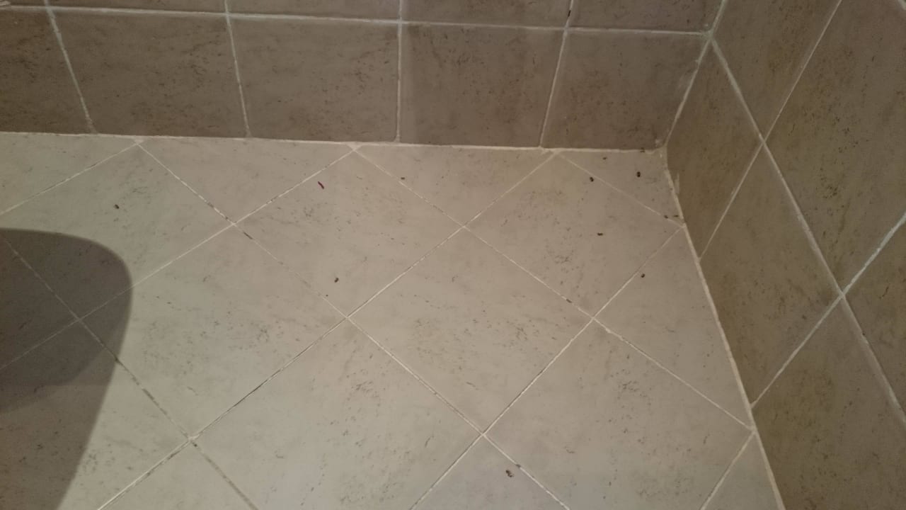 Mrówki w łazience Malikia Resort Abu Dabbab