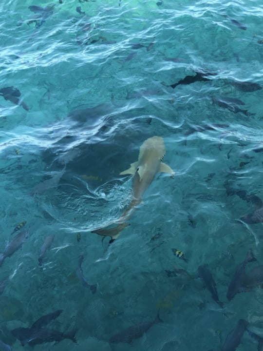 Strand Summer Island Maldives