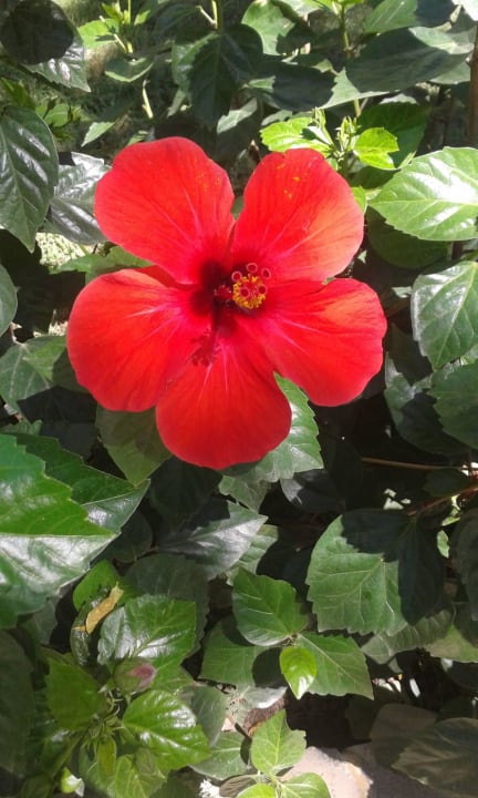 Tolle,sehr gepflegte Grünanlage Labranda Alantur Resort