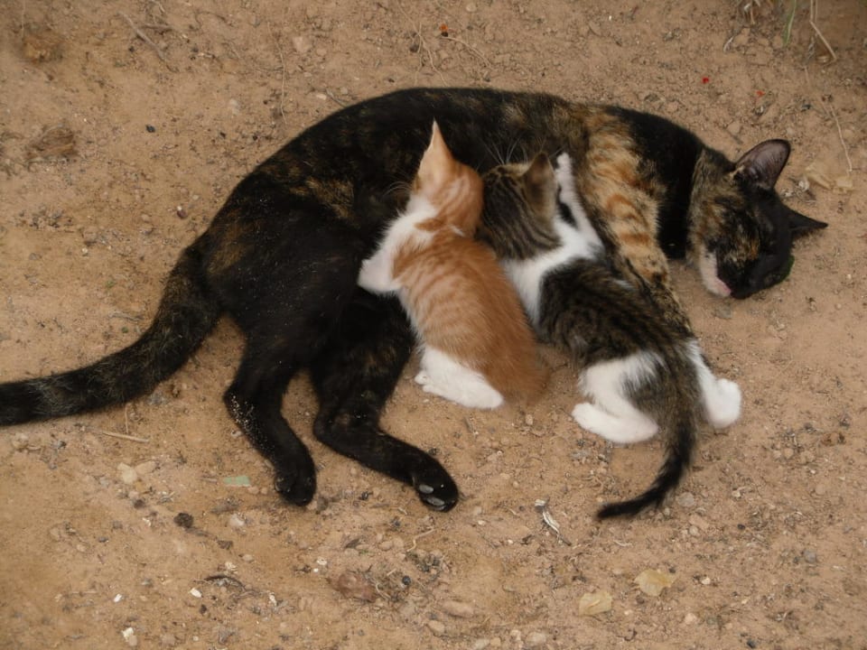 Katzen, Katzen, Katzen Hotel Eden Star