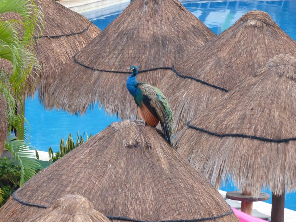 Pfau mit Übersicht Iberostar Waves Tucan