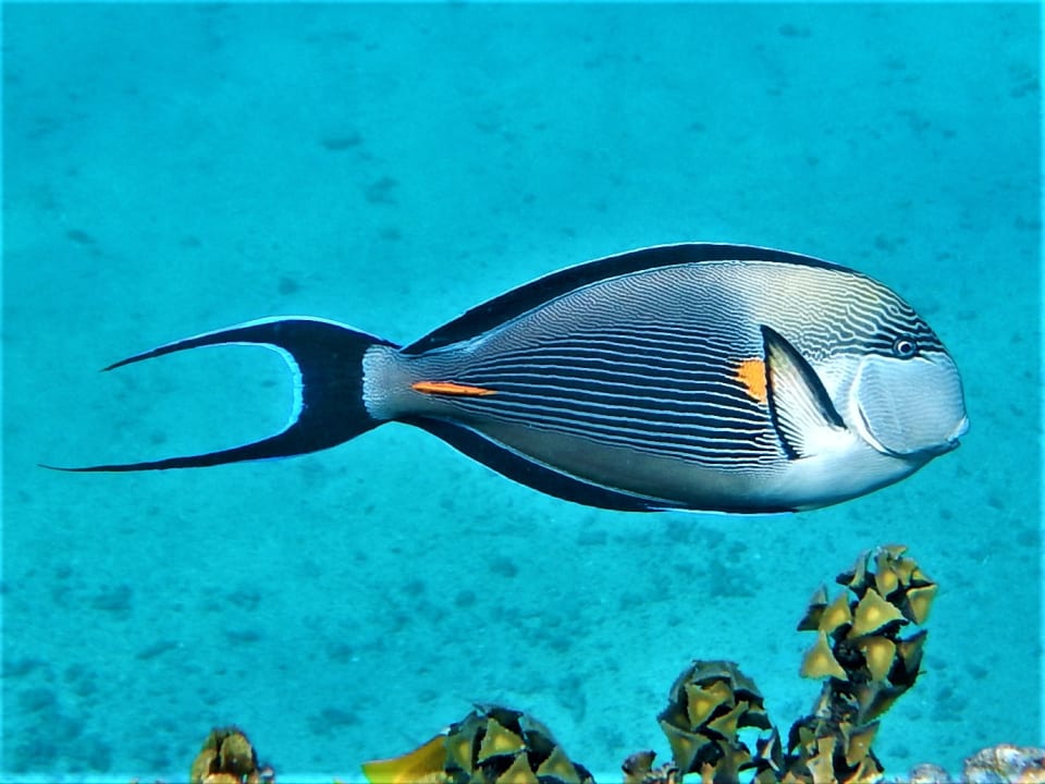 Sport & Freizeit Malikia Resort Abu Dabbab