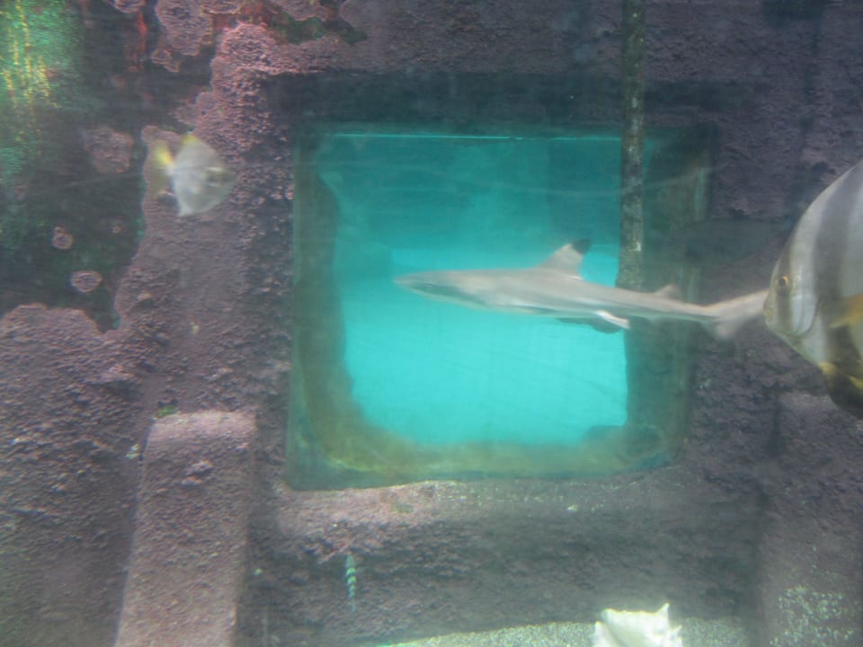 Aqua Mundo Center Parcs De Kempervennen