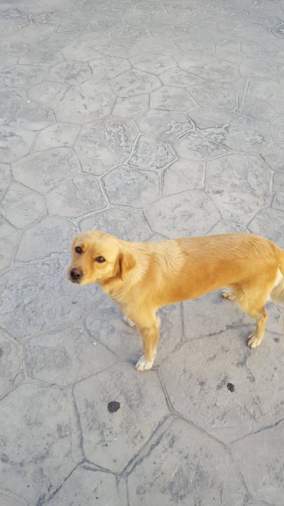 Hotelhund Ilios K Village Resort